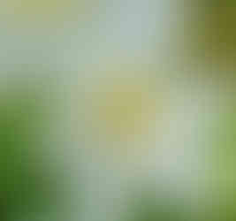 A white daffodil with a yellow center against a green background. Its bright petals catch the eye, creating a springtime atmosphere. The daffodil as a symbol of transformation and the inner stronghold of Teresa of Ávila.
