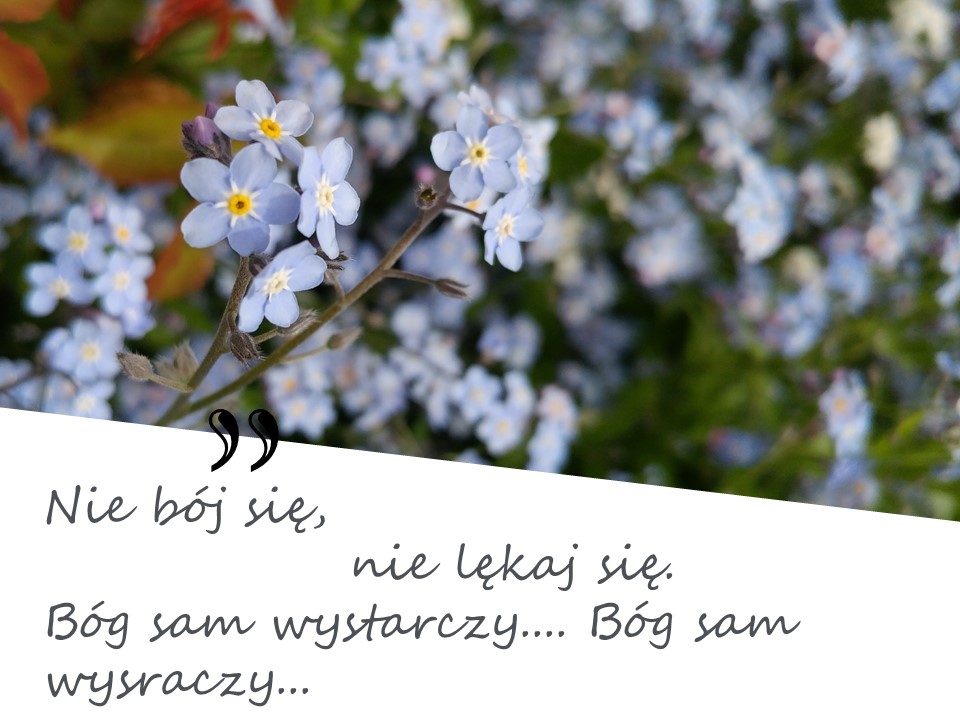 Tęsknota niezapominajek - pamięć duszy o Bogu | Kwiatowe Karty Beatrice. karta z niezapominajkami na górze i na białym tle cytat ;"Nie bój sie, nie lekaj się.."