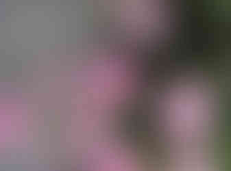 gałązka różowyvh różyczek i cytat z książki The Secret Garden".