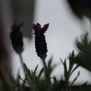 Purple lavender flowers with dark stems against a blurred grey background. The image has a moody, overcast atmosphere, The Best Mom in the World: A Reflection on Mary’s Unconditional Love