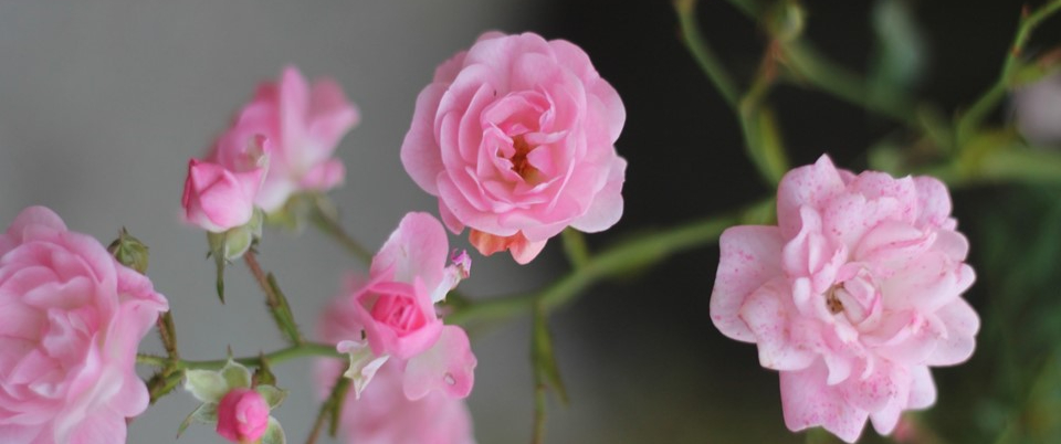 a close up of a pink garden roses brunch