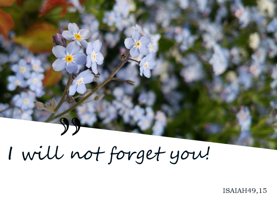 Iz. 49 quote "I will not forget you." and forget-me-nots blue floers.