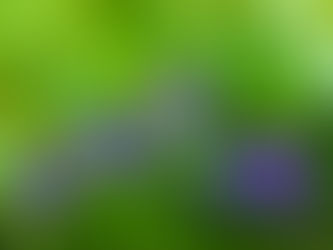 Vibrant purple violets with white centers surrounded by lush green leaves, creating a fresh and natural garden scene.