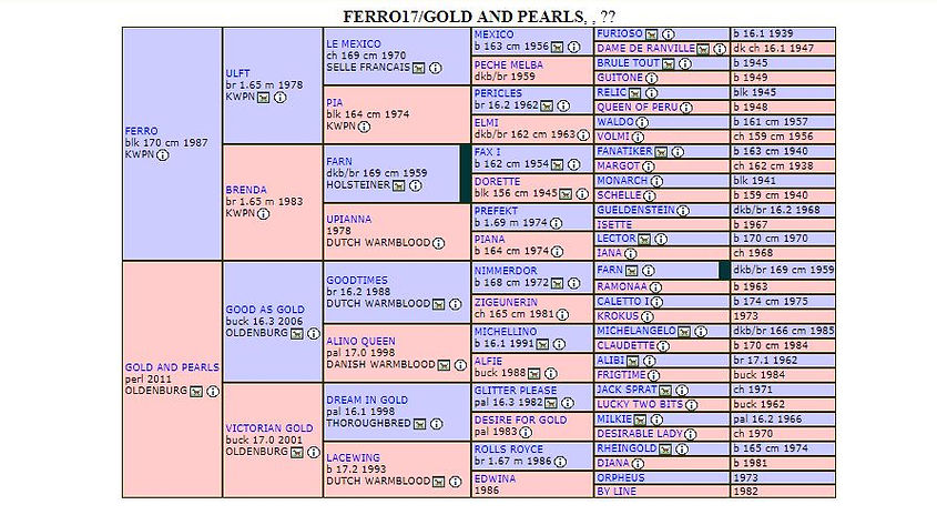 ferro 2019 foal.JPG