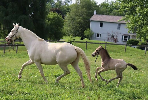 pearl trot l.jpg