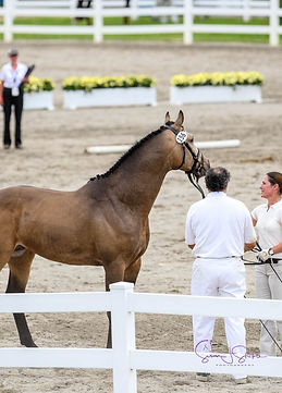 LEfford.PersonalWEBLicense.9DAD1658©susa