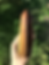 Thumbnail: Natural Red and Golden Tigers Eye Tower
