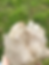 Thumbnail: Large Natural Citrine Cluster