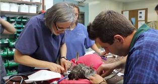 New wings for a severely burned bird