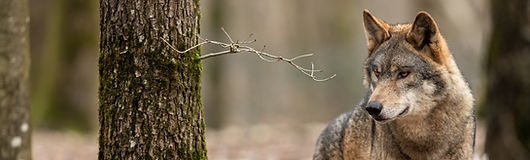 Loup