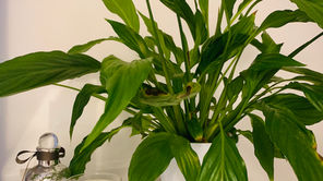 Home: How To Bring The Outside Into Your Home