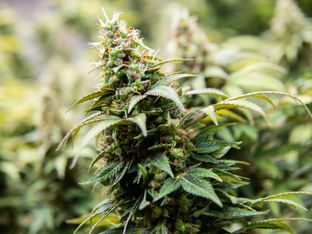 Top 3 Terpenes for Chronic Pain