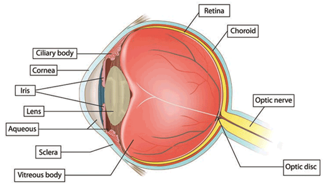 eye-anatomy-image.gif