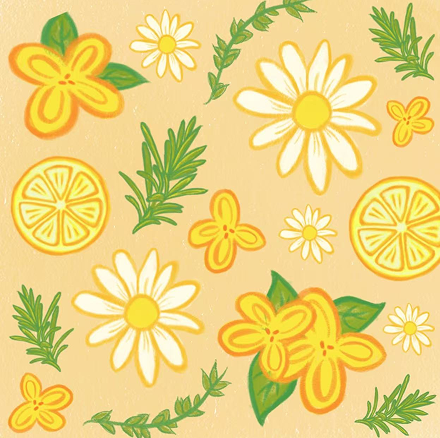 桂花洋甘菊.png