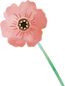 ポピー