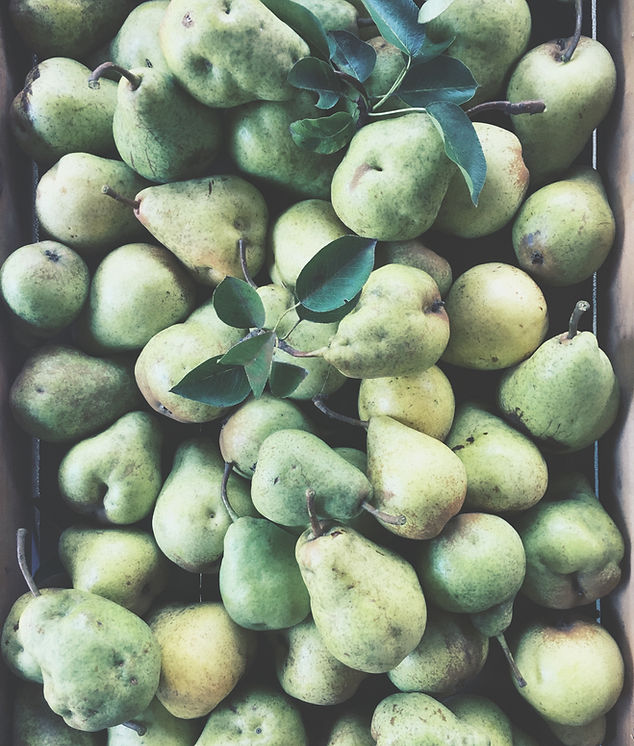 Pear Harvest
