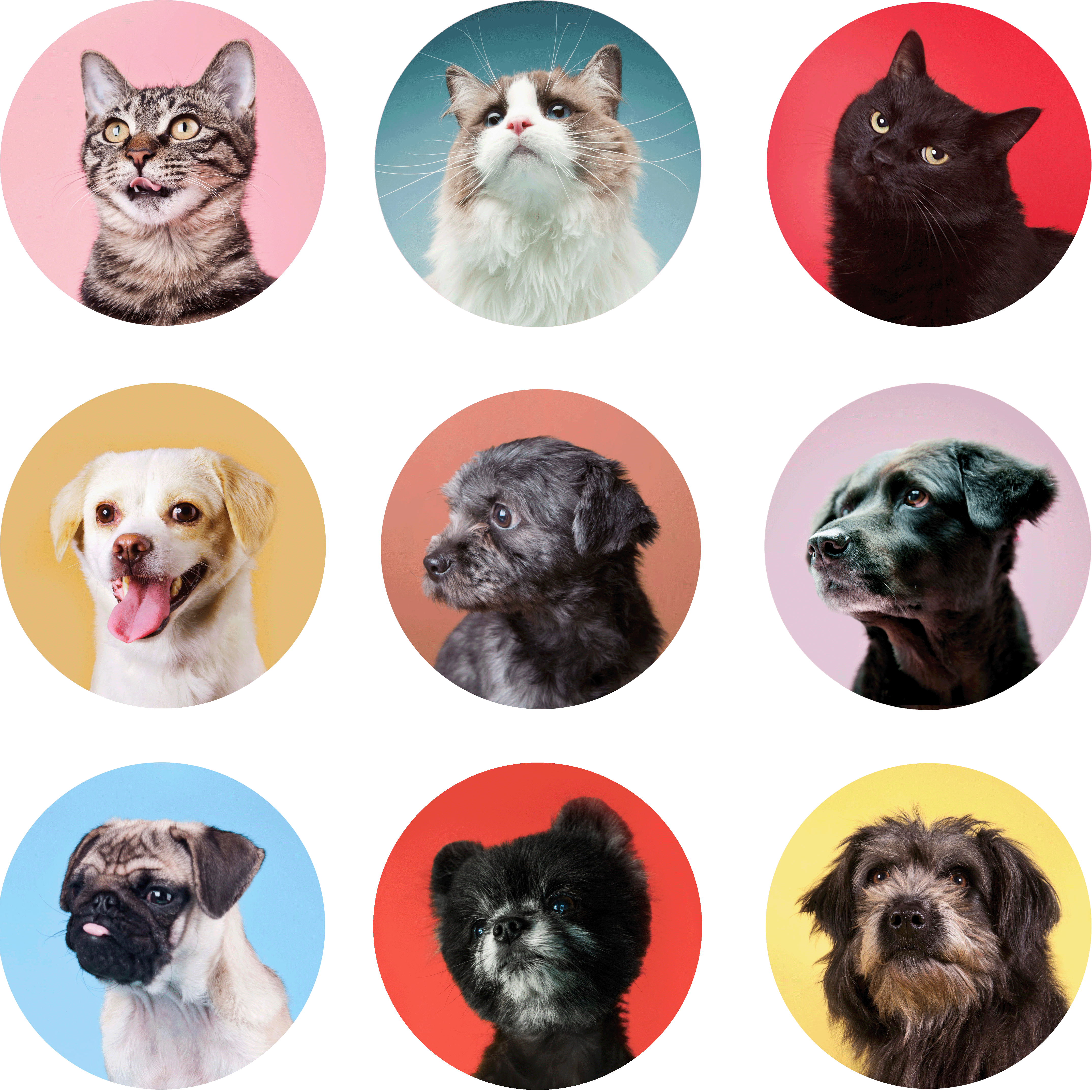 pet.gif