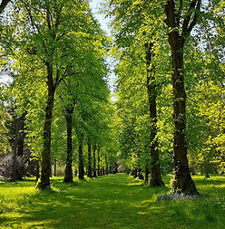 Woodland path through trees, symbolising overcoming fears and moving forward