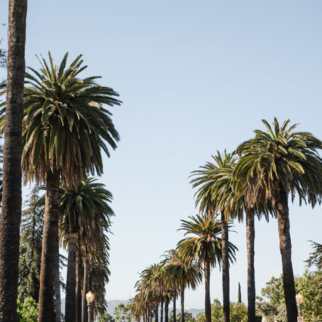 WHAT'S HAPPENING IN HANCOCK PARK