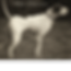 swami.jpg
