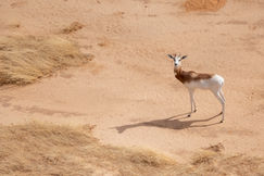 Ouadi Rimé-Ouadi Achim Reserve (196).jpg