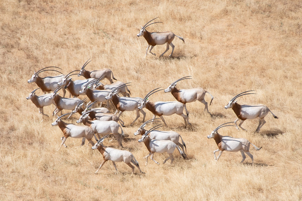 Ouadi Rimé-Ouadi Achim Reserve
