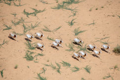 Ouadi Rimé-Ouadi Achim Reserve (209).jpg