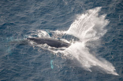 Maputo National Park - Marine (36)