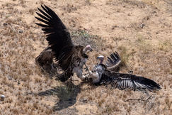 Ouadi Rimé-Ouadi Achim Reserve (202).jpg