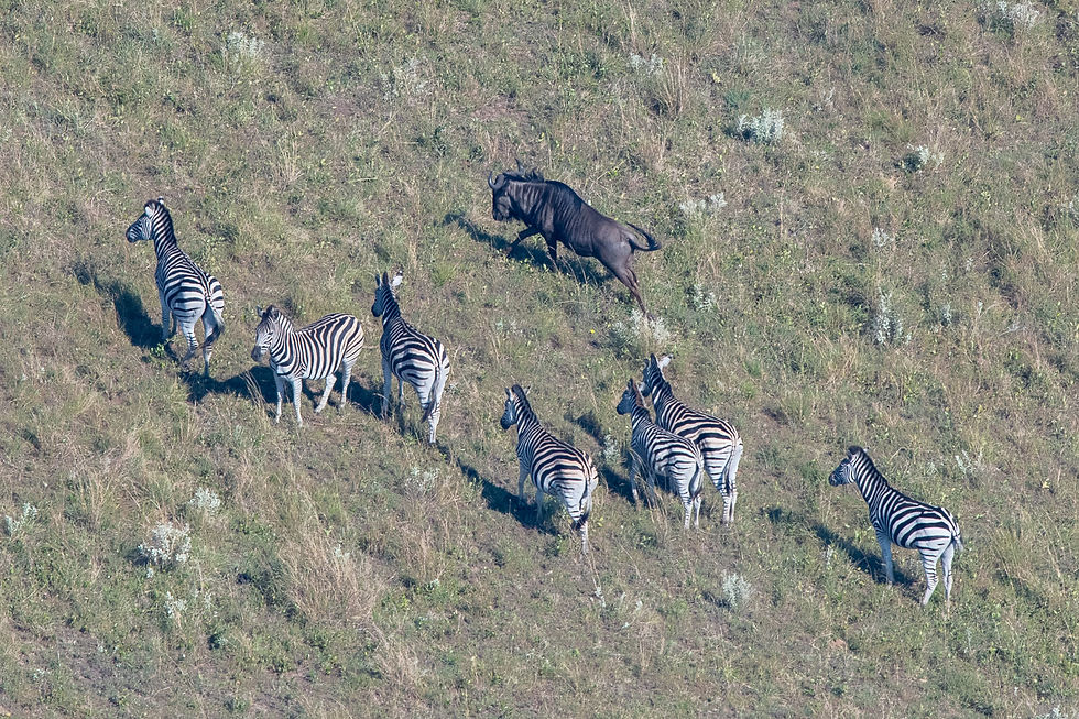 Maputo National Park