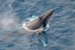 Maputo National Park - Marine (38)