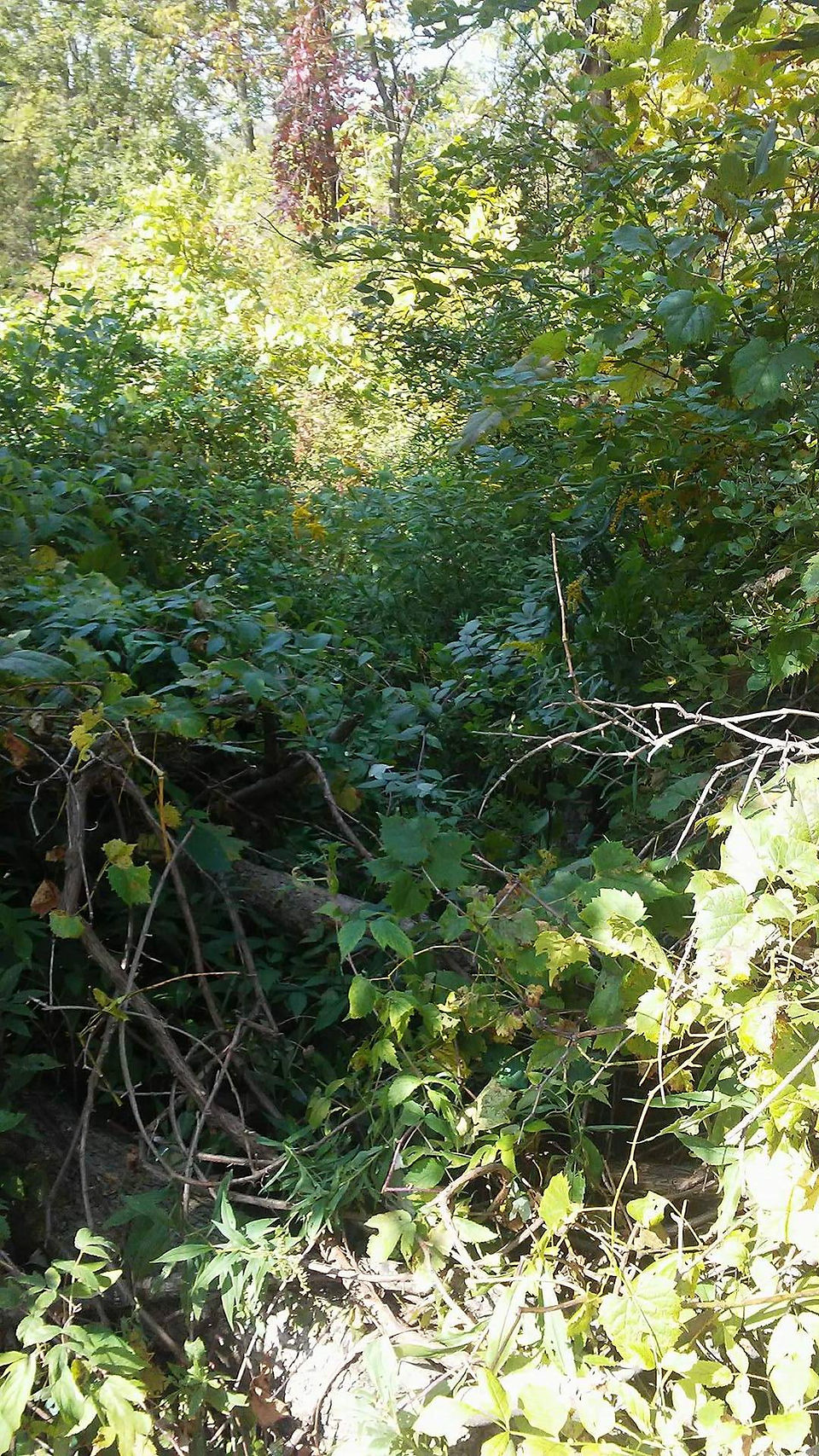 The bike trail