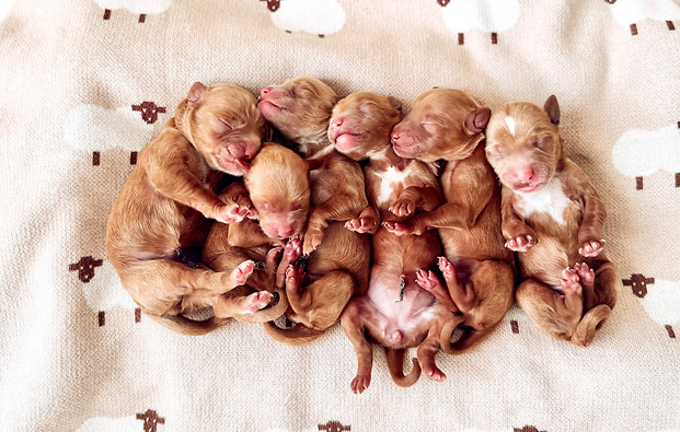 Petite Goldendoodle puppies