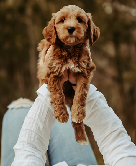Straight Coat Goldendoodle