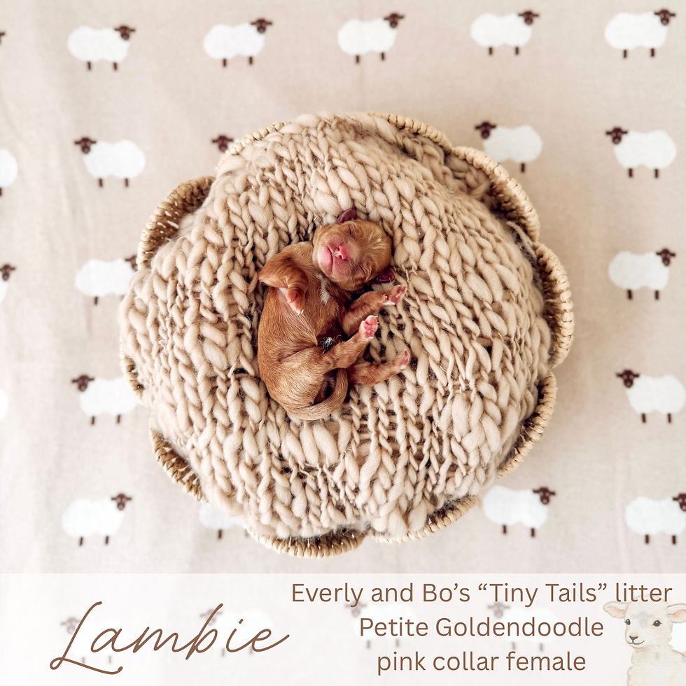 Lambie (Newborn)