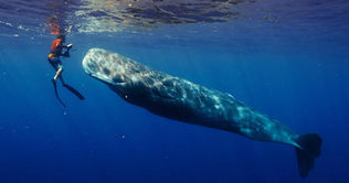 Review: "Patrick and the Whale"
