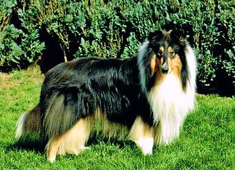 Collies von Crottorf - History