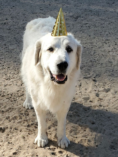 great pyrenees adult female dog wearing party hat