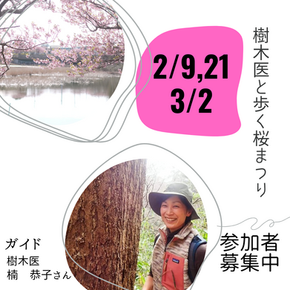 20周年特別企画「樹木医と歩く三浦海岸桜まつり」参加者募集