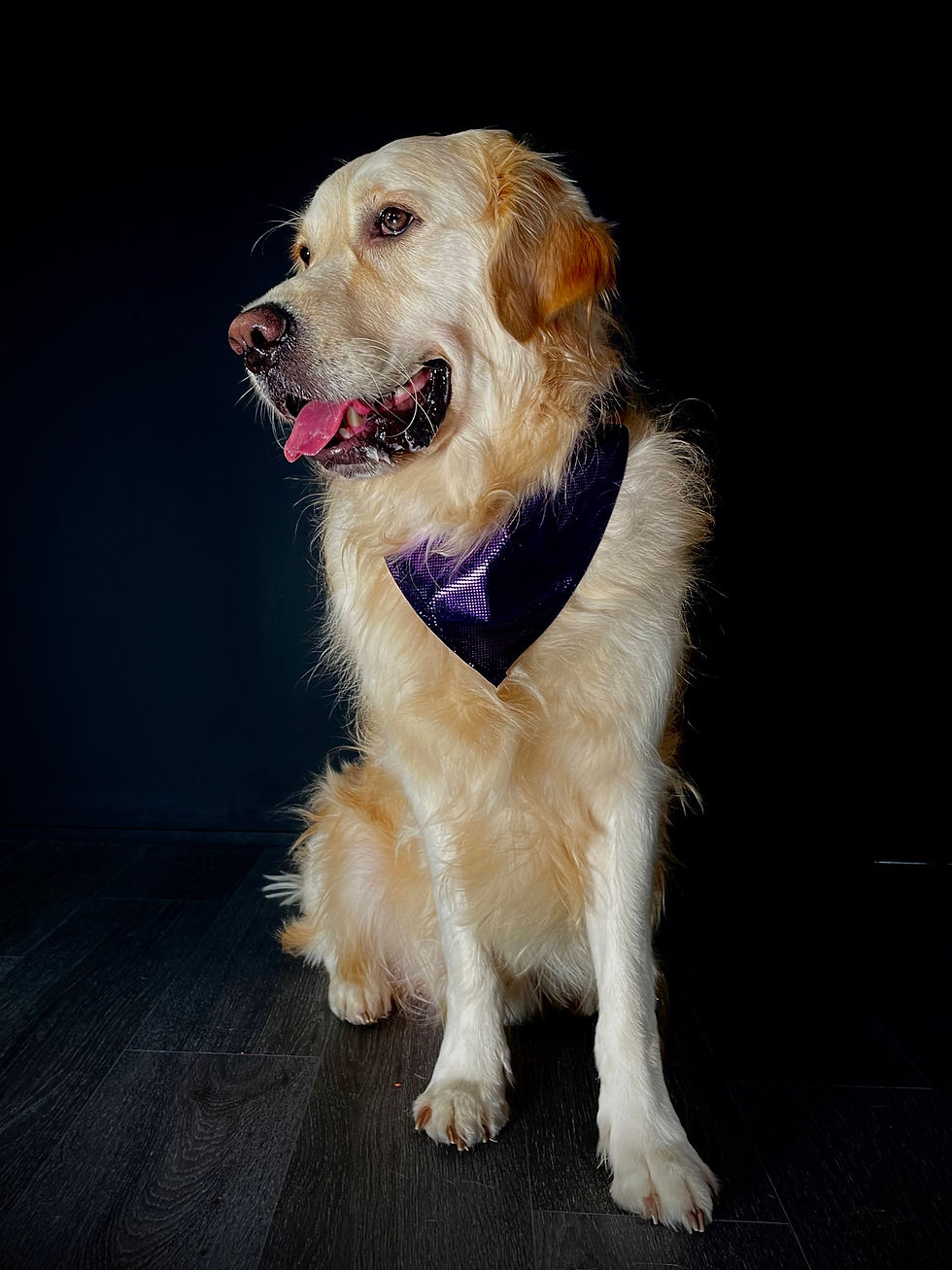 Thumbnail: Midnight Shimmer Pet Bandana