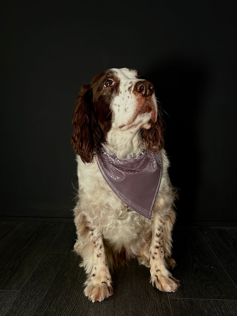 Mushroom Shimmer Pet Bandana