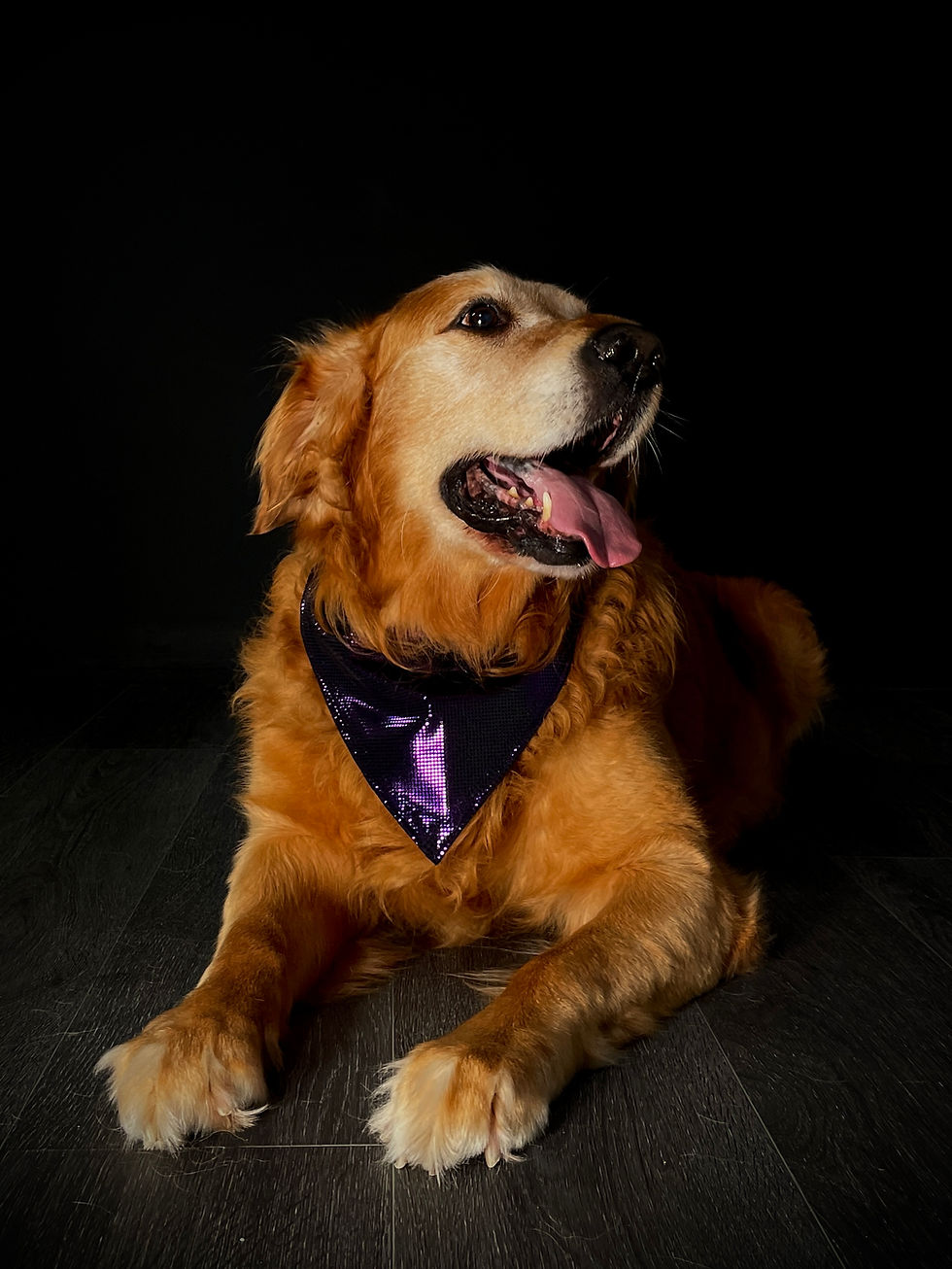Thumbnail: Midnight Shimmer Pet Bandana