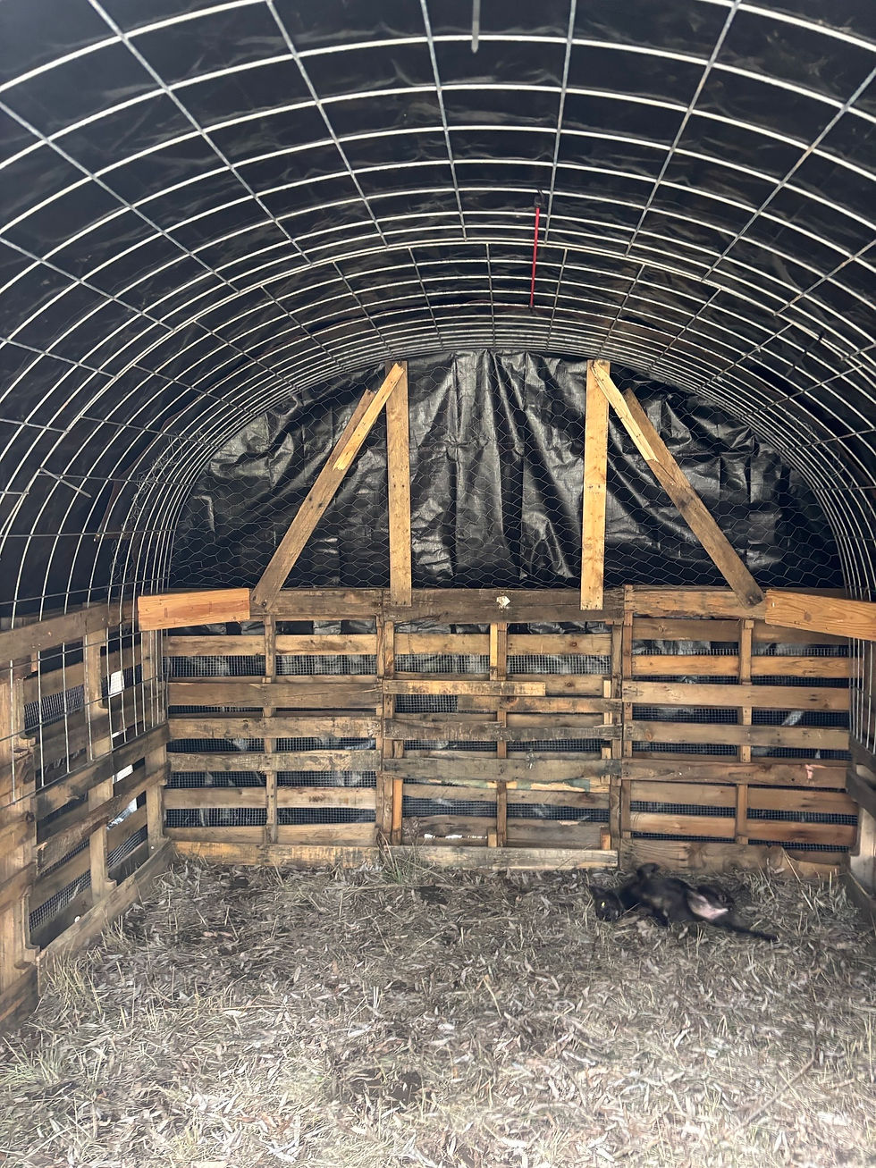 Back of the coop with tarp hung vertically for weather protection. Scarlett approves!