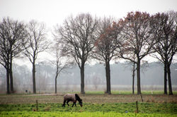 Gracing horse,Nl