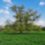Sei wie ein Baum