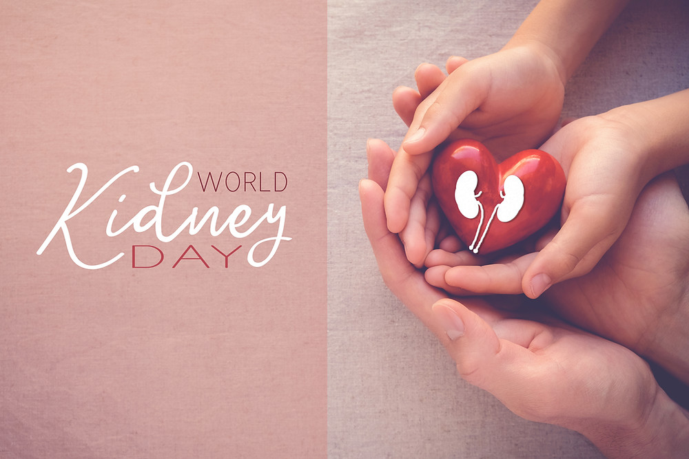 Kidneys-what they do and how to take care of them