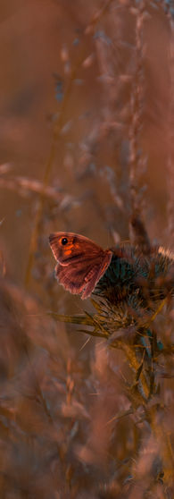 orange butterfly on thistle in field of long grass seeds at autumn