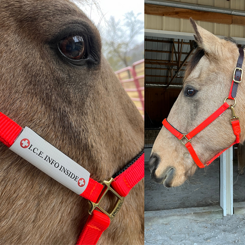 Horse modeling the I.C.E. Breakaway Halter in Hot Orange.