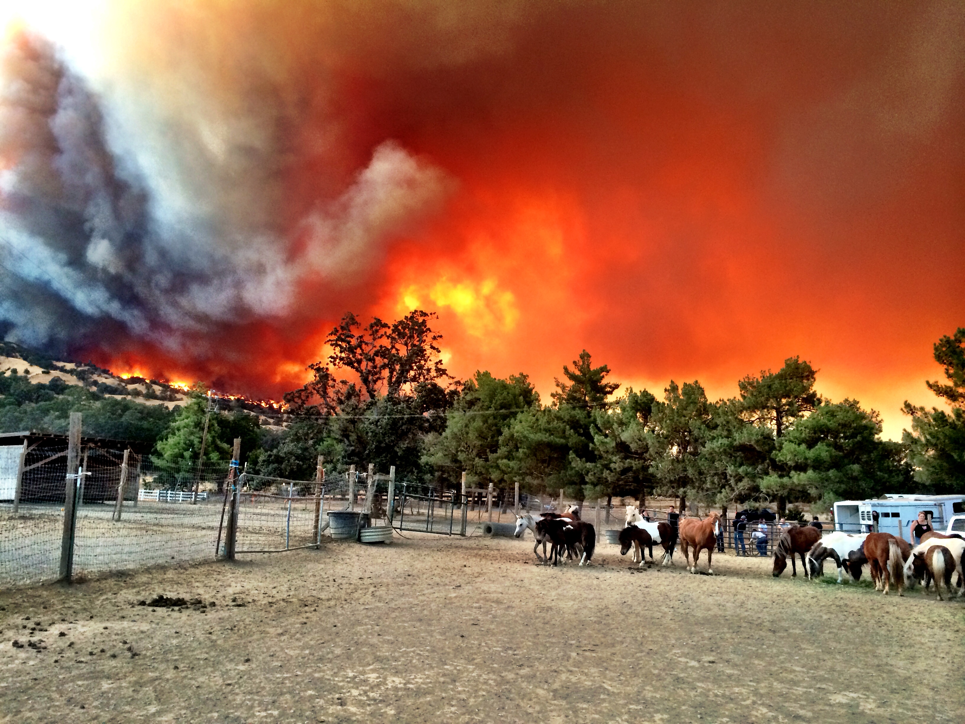 Hold Your Horses