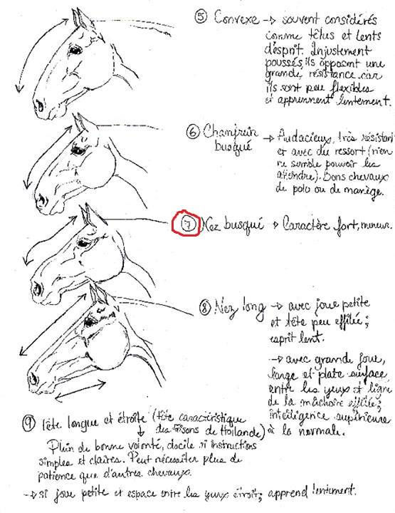 4 Comportements Cheval vie facile 4-comportements-cheval-vie-facile